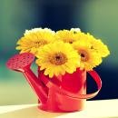 Flower Boxes