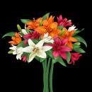 Lilies