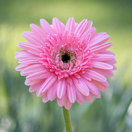 Flowers for Every Occasion