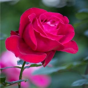 Red Rose Love Bouquet
