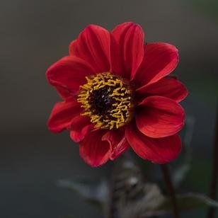 Luxury Rose